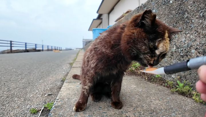 ちゅ〜るを食べるサビ猫