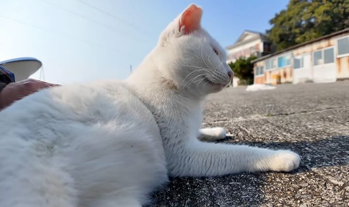 撫でられる白猫