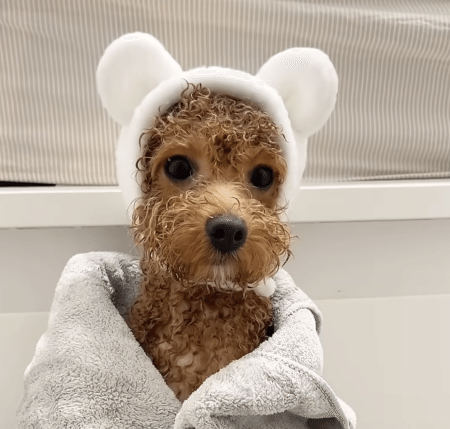 クマ耳キャップも似合ってる！ トイプーさんのリラックスバスタイム
