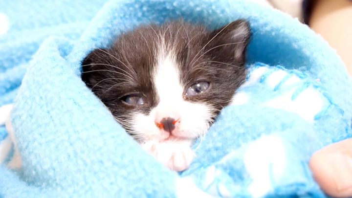 くるくる巻きの子猫