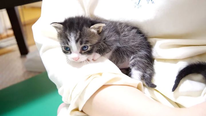 腕の中の子猫