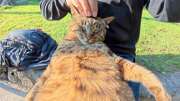 ナデナデされる猫