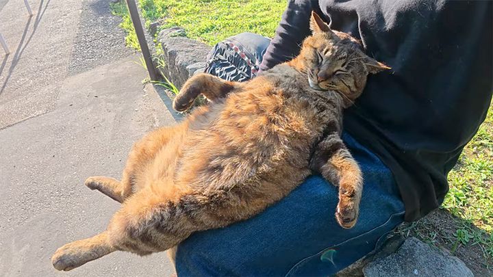 膝の上でくつろぐ猫