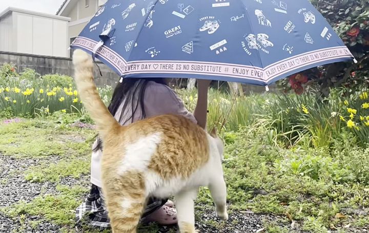 女の子にお礼をする猫