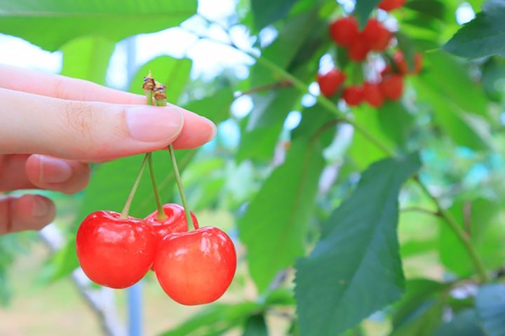 サクランボの栄養を解説