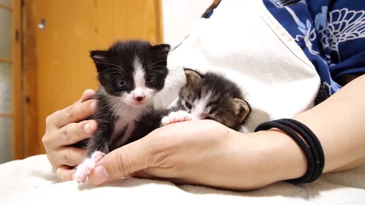 膝の上の子猫達