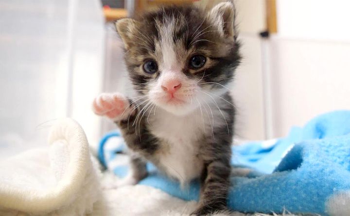 ヨチヨチ歩きの子猫