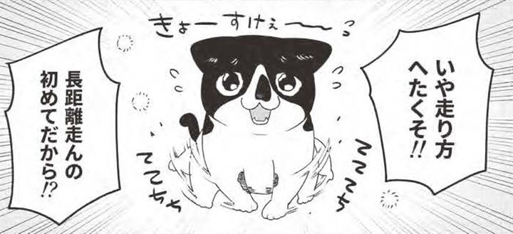 猫はかっておりません まちこてんてー🧣🌟 on X: 