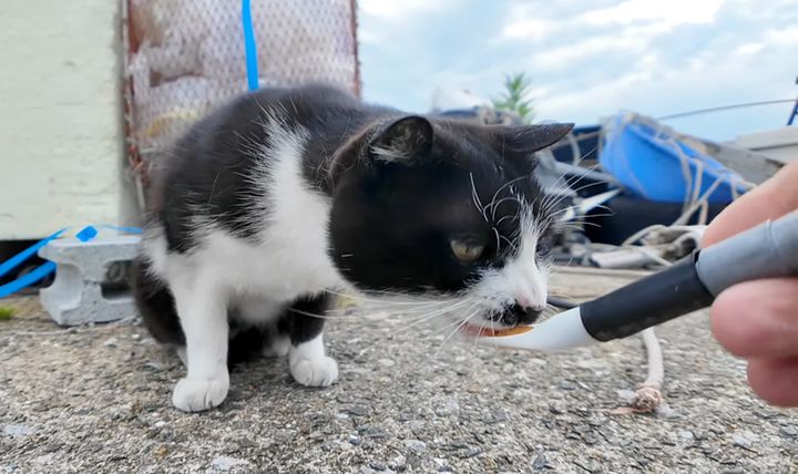 ちゅ〜るを食べる猫