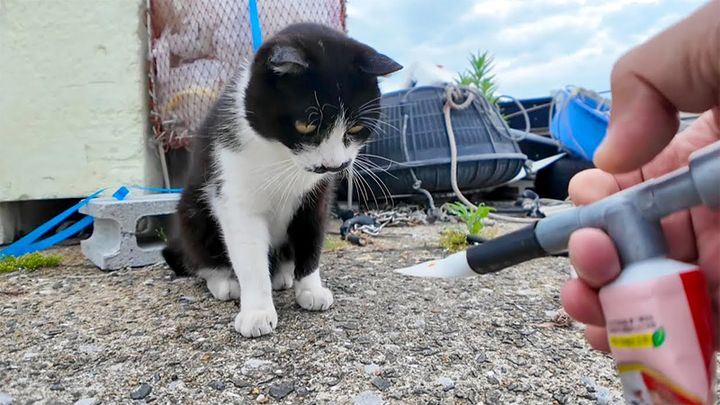 ちゅ〜るが食べたい猫