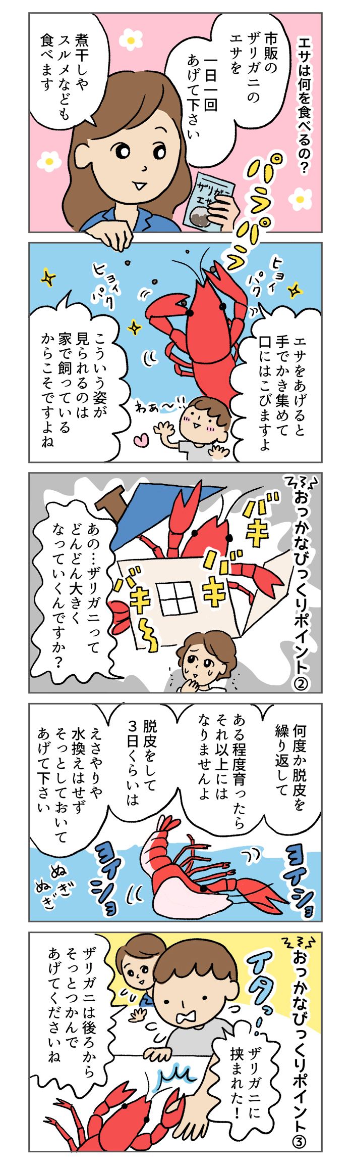 ザリガニが水槽から逃げ出す!? 「苦手ママ」が飼育するときのポイント【マンガでわかる！おっかなびっくり飼育】の画像3