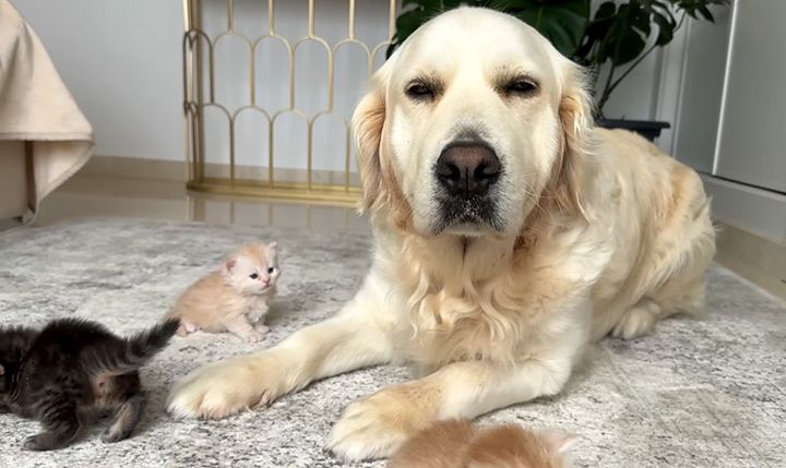 子猫達に不思議な反応を返す犬