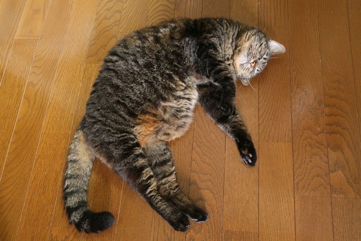 猫の肥満を放置するリスクとは？（画像はイメージ）