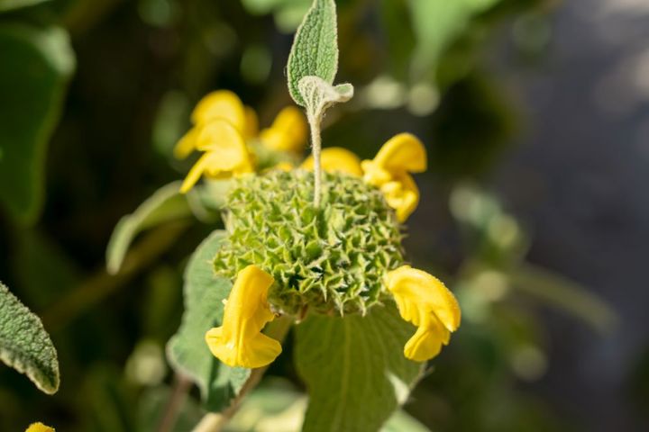 エルサレムセージ