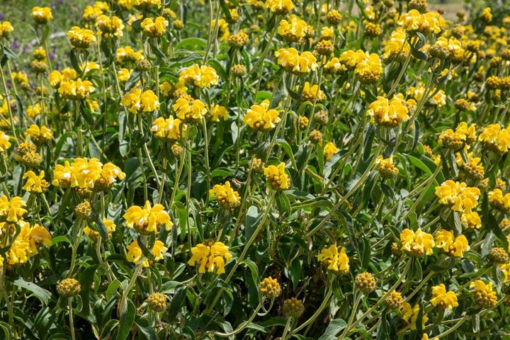 エルサレムセージ