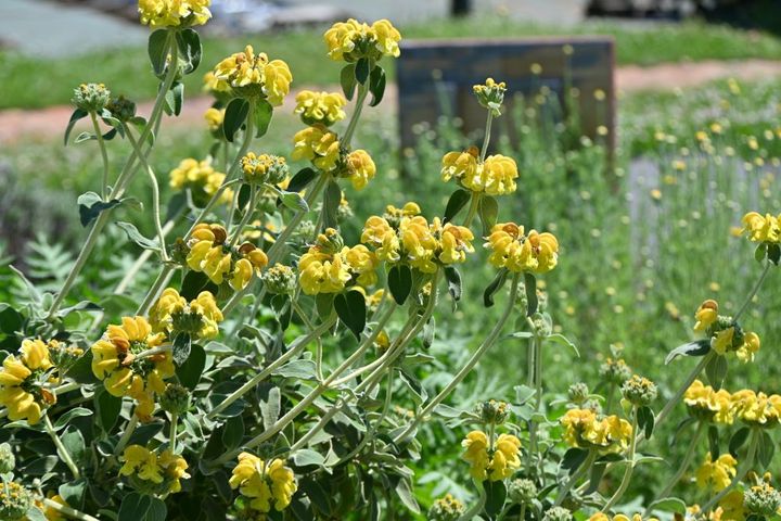 エルサレムセージ