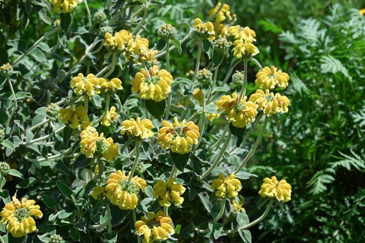 エルサレムセージ