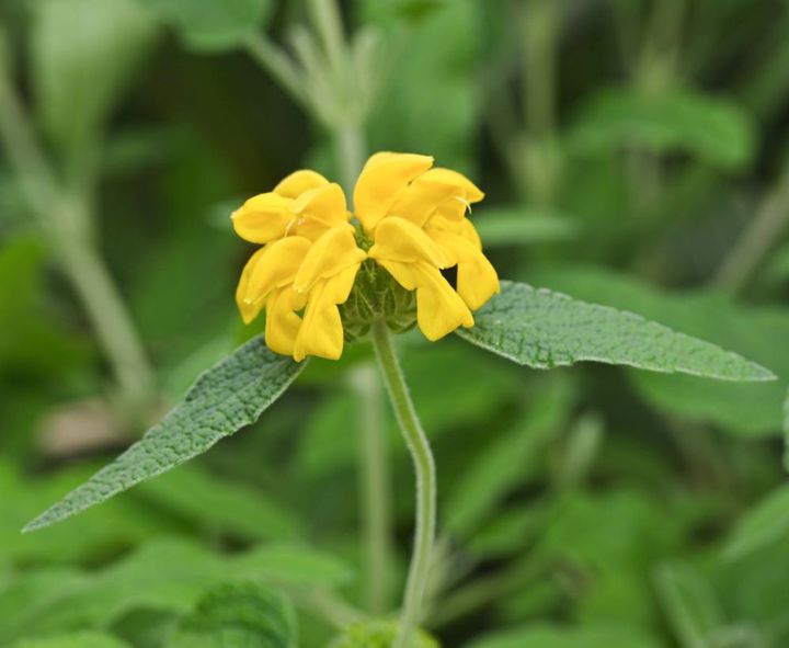 エルサレムセージ