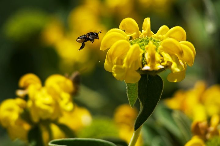 エルサレムセージ