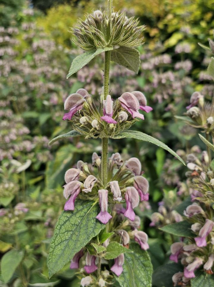 フロミス・サミア