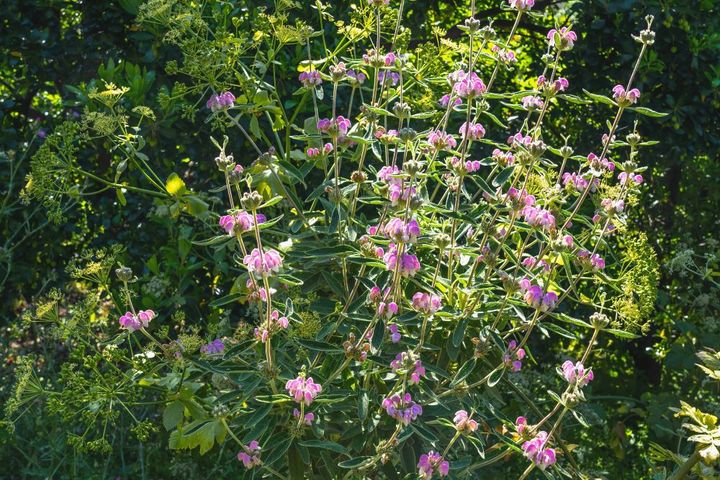 パープルエルサレムセージ