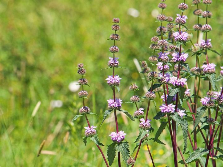 チューベローサ