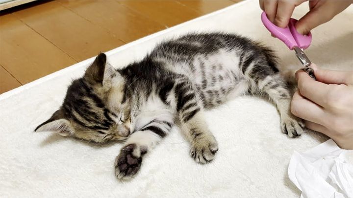 爪を切られる子猫