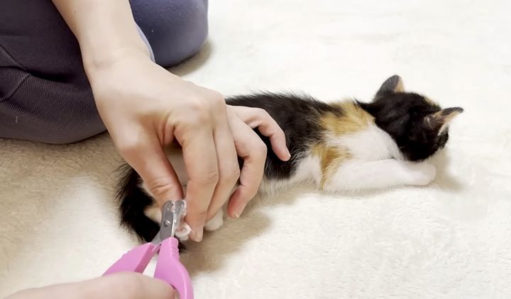 爪を切られる子猫