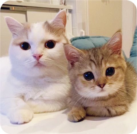 見るだけで幸せになれる「SNSで人気のねこ」大集合！【最新号からちょっと見せ】の画像7