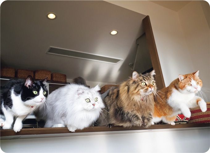 見るだけで幸せになれる「SNSで人気のねこ」大集合！【最新号からちょっと見せ】の画像4