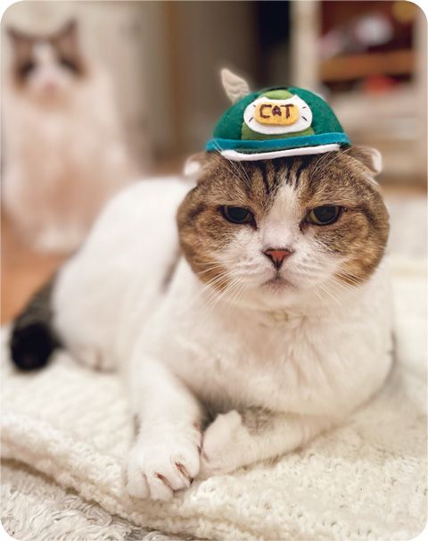 見るだけで幸せになれる「SNSで人気のねこ」大集合！【最新号からちょっと見せ】の画像9