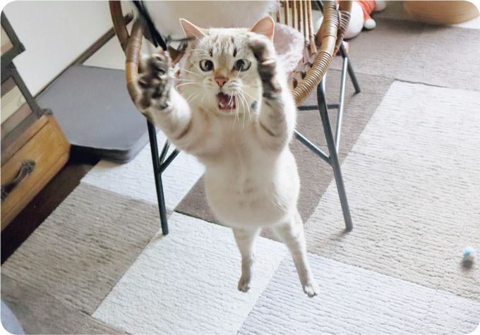 見るだけで幸せになれる「SNSで人気のねこ」大集合！【最新号からちょっと見せ】の画像1