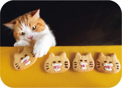 見るだけで幸せになれる「SNSで人気のねこ」大集合！【最新号からちょっと見せ】の画像6