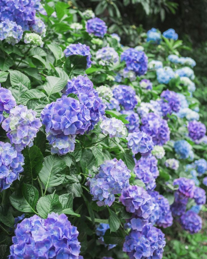 写真提供：『南沢あじさい山』