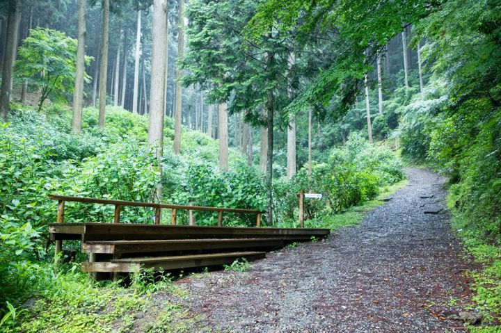 ウッドデッキも備わるアジサイの群生地