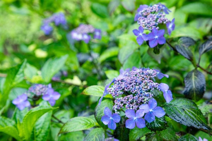ヤマアジサイは日本に自生するアジサイの原種に近い