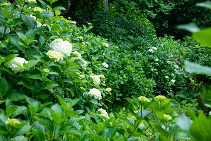 色づく前の白色のアジサイ