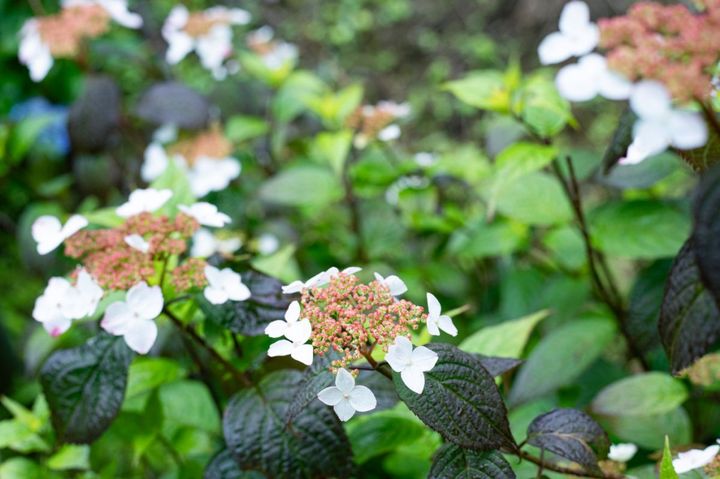 見頃前の白い花のアジサイ