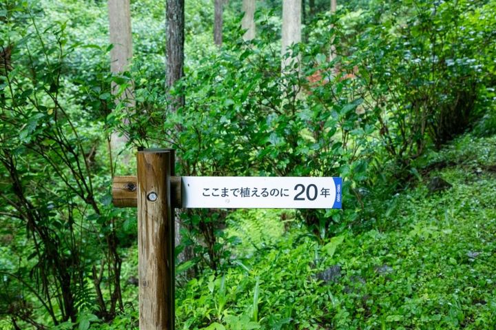 植えた年を示す看板