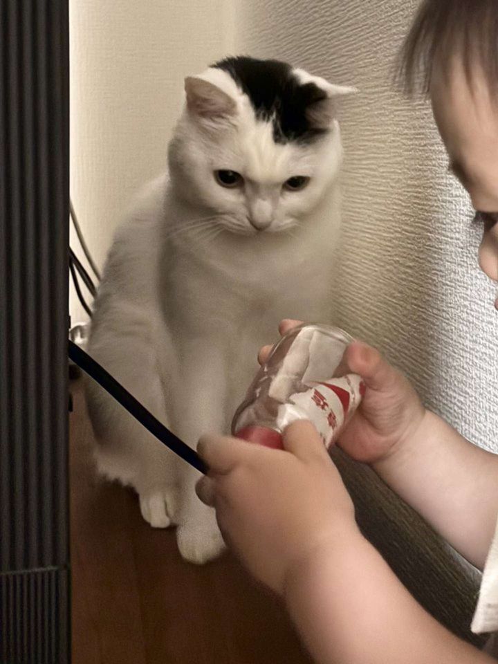 じっ...（画像はまつもとたける（＠takeru0321neko）さん提供） 