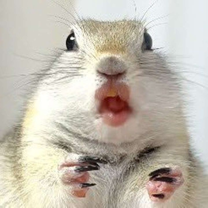 ぷるぷる（画像は＠mamegogo5さんの投稿より）