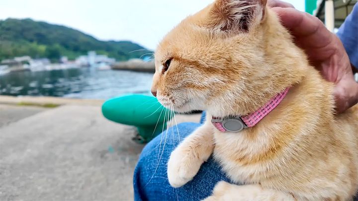 膝の上でナデナデされる猫