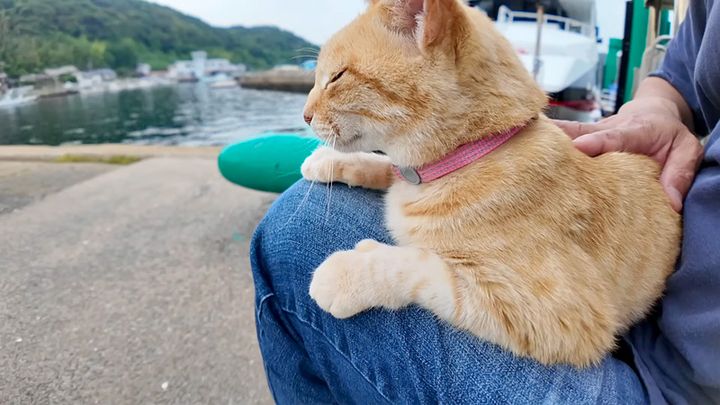 膝の上でナデナデされる猫