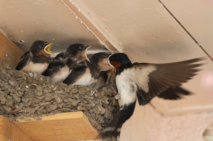 ツバメの巣を勝手に撤去するとどうなる？