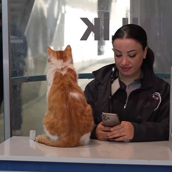 猫の国トルコの駅に住まう猫、鉄道警備の一翼を担う