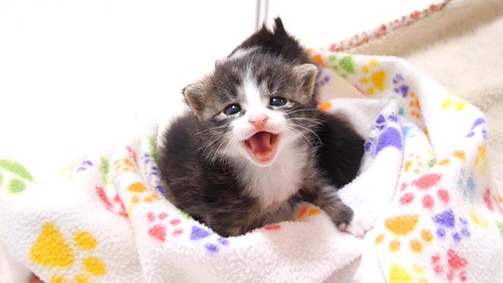 ママとはぐれた保護子猫達