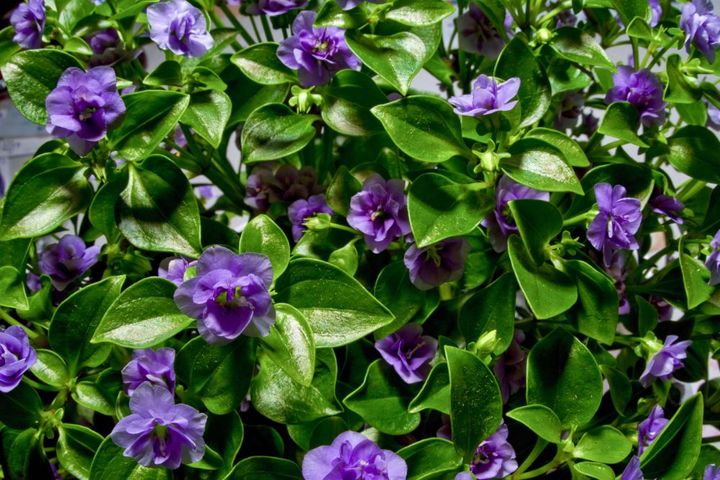 八重咲きのエキザカム