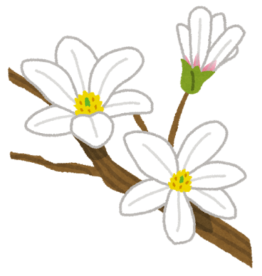 コブシの花