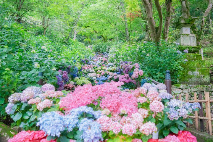紫陽花と切り絵御朱印に心ときめく。奈良・四ヶ寺をめぐる「あじさゐ回廊」さんぽ