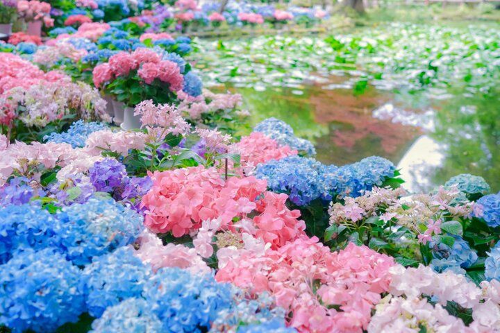 紫陽花と切り絵御朱印に心ときめく。奈良・四ヶ寺をめぐる「あじさゐ回廊」さんぽ